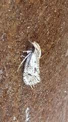 Acrolophus mortipennella