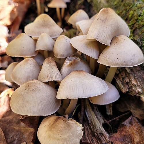 Mycena inclinata