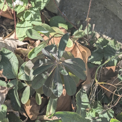 Euphorbia amygdaloides