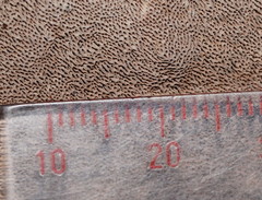 Datronia brunneoleuca