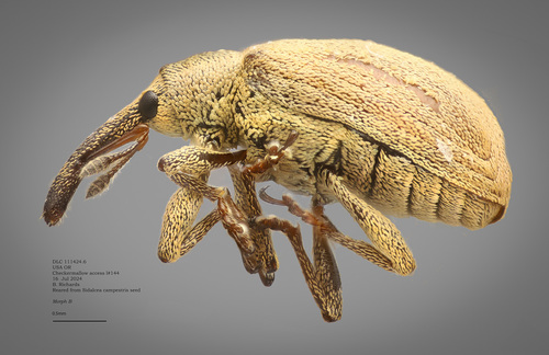 Melancholic Weevil