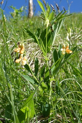 Lathyrus laevigatus occidentalis