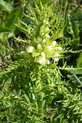 Pedicularis foliosa