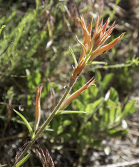 Castilleja subinclusa