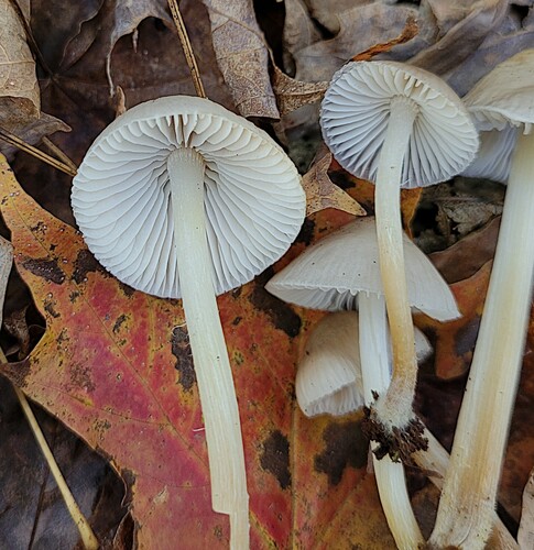 Mycena inclinata (Photo 2 of 6)