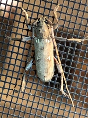 Eburia mutica