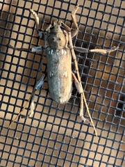Eburia mutica