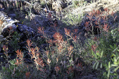 Castilleja subinclusa