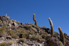 Trichocereus atacamensis