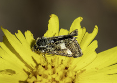 Heliothodes