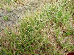 Carex nigricans