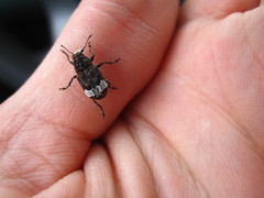 Eurymycter fasciatus