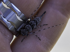 Acanthocinus obliquus