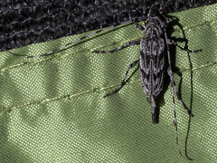 Acanthocinus obliquus