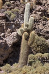 Trichocereus atacamensis