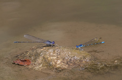 Argia immunda