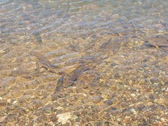 Catostomus catostomus