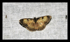 Hydatocapnia