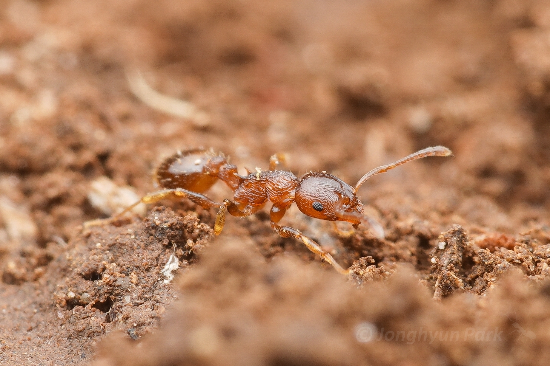 Temnothorax spinosus