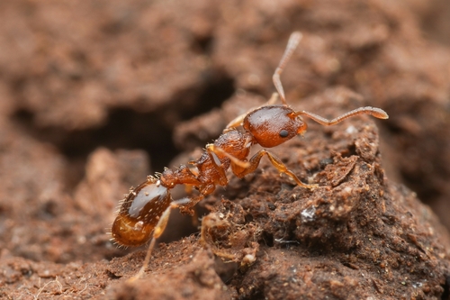 Temnothorax spinosusTemnothorax spinosus