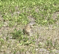 Poliocitellus franklinii