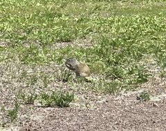 Poliocitellus franklinii