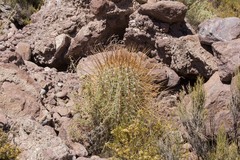 Trichocereus atacamensis