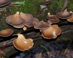 Pleurotus purpureo-olivaceus