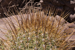Trichocereus atacamensis