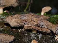 Pleurotus purpureo-olivaceus