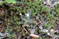Peltigera malacea