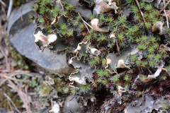 Peltigera malacea