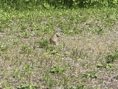 Poliocitellus franklinii