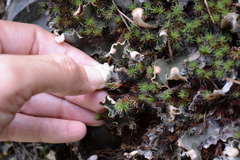Peltigera malacea