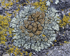 Lecanora sierrae