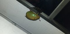 Chrysina costata