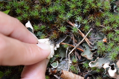 Peltigera malacea
