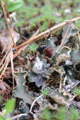 Peltigera malacea