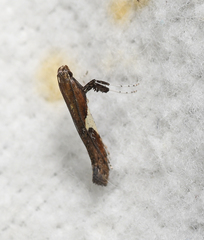 Caloptilia stigmatella
