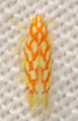 Eratoneura comoides