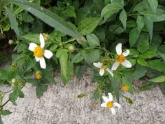 Bidens