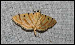 Dichocrocis
