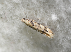 Coleotechnites coniferella