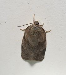 Choristoneura conflictana