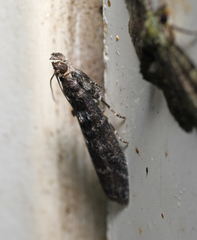 Ortholepis pasadamia