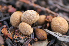 Nidularia deformis