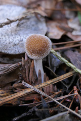 Tympanella galanthina