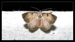 Hydatocapnia marginata