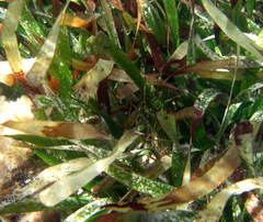 Posidonia australis