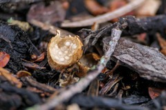 Nidularia deformis